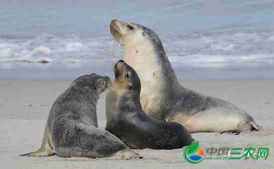 海狮是怎样繁殖的?海狮主要生活在哪里呢(海狮是怎么繁殖的)